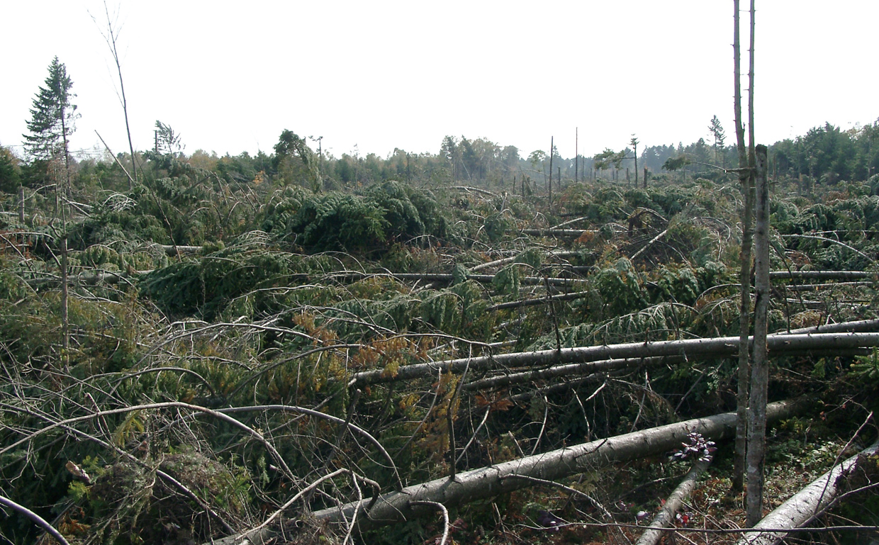 18号台風で折り重なるように倒れた樹木